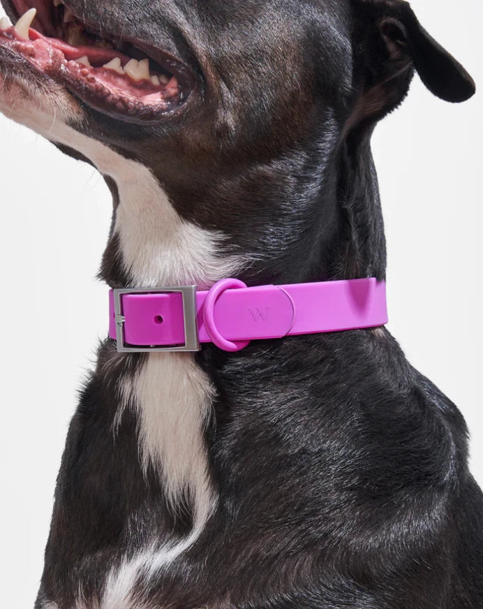Wild One Collar Large Dog