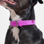 Wild One Collar Large Dog