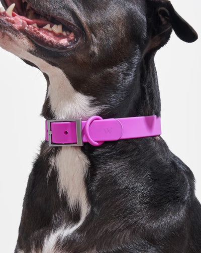 Wild One Collar Large Dog